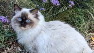 Lost Pet: Bailey