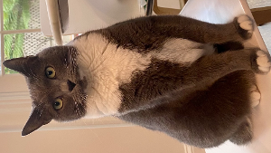Lost Pet: Kitty/Kimiko