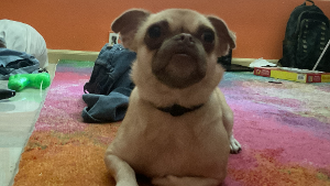 Lost Pet: Ginger