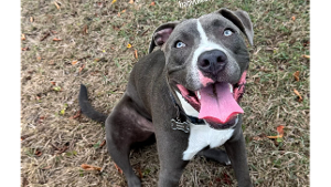 Lost Pet: Rocco
