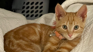 Lost Pet: Peaches