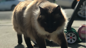 Lost Pet: Chicken Dinner