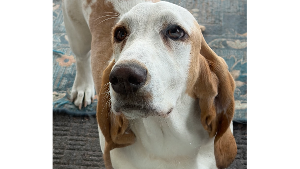Lost Pet: Daisy