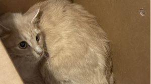 Lost Pet: WEDNESDAY