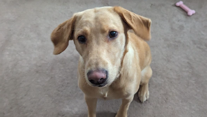 Lost Pet: Sophie RiversWild