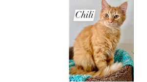 Lost Pet: CHILI