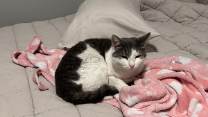 Lost Pet: Rocco
