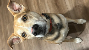 Lost Pet: Lando
