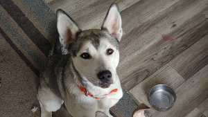 Lost Pet: Nova