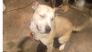 Lost Pet: Koda