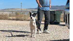 Lost Pet: Bell