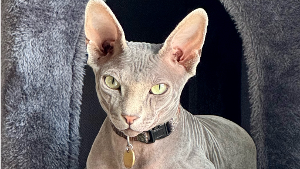 Lost Pet: Tigre