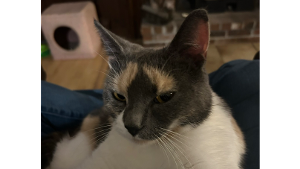 Lost Pet: Hermione