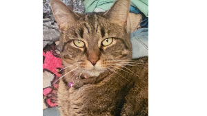 Lost Pet: Houdini