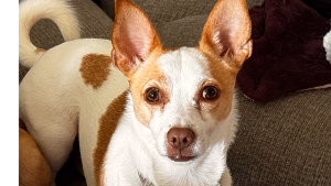 Lost Pet: Milo