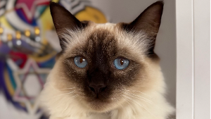 Lost Pet: Miso