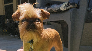 Lost Pet: FERGUS