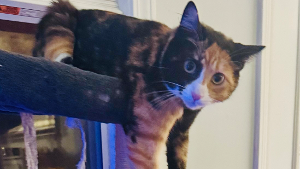 Lost Pet: Ash