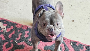 Lost Pet: Bernard