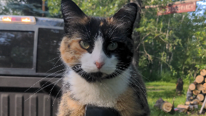 Lost Pet: Katt Ru