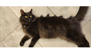 Lost Pet: Mashle