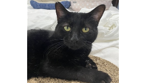 Lost Pet: Charles