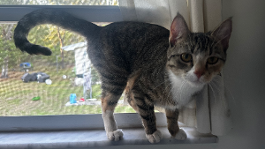 Lost Pet: Lion