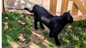 Lost Pet: Barney