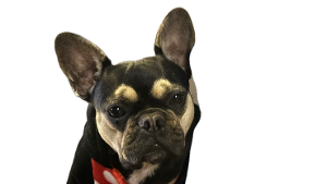Lost Pet: Rue