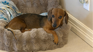Lost Pet: Marty