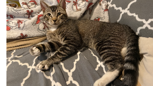 Lost Pet: Todd Yaoath