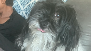 Lost Pet: Elsa