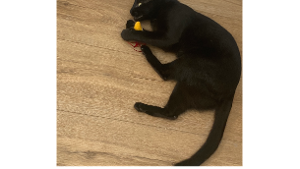 Lost Pet: Djarin (Boy Cat)
