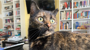 Lost Pet: Snickers