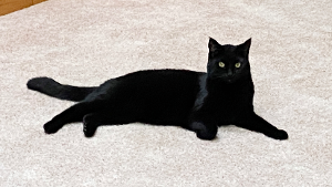 Lost Pet: Midnight