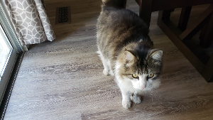 Lost Pet: Pharoah