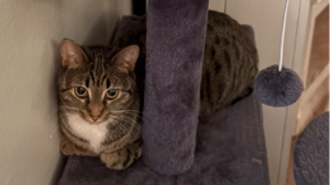 Lost Pet: Jasmine