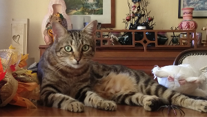 Lost Pet: Minnie