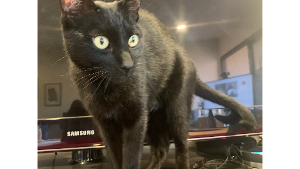 Lost Pet: Dexter
