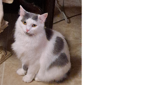 Lost Pet: Fluffy
