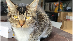 Lost Pet: Meow
