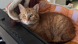 Lost Pet: Karl