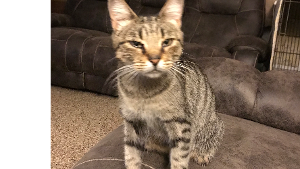 Lost Pet: Matilda Sue