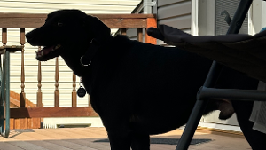 Lost Pet: Johnny