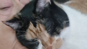 Lost Pet: Precious