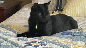 Lost Pet: Elvis