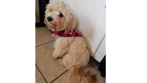 Lost Pet: Prince Shaggy aka Shaggy