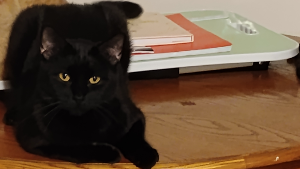 Lost Pet: Prop Joe
