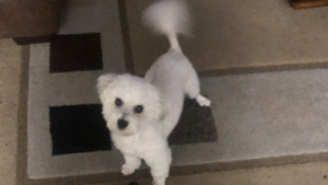 Lost Pet: Cinnamon