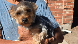 Lost Pet: Lucas